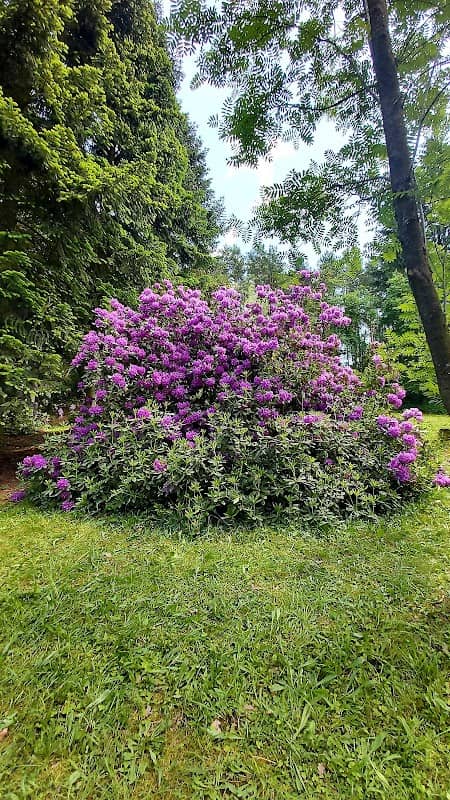 Rhododendron - Image 2