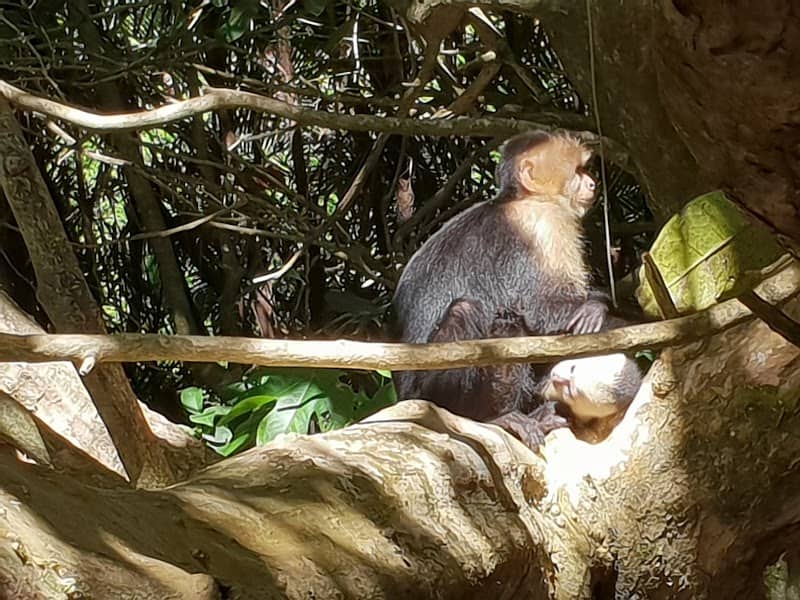 Manuel Antonio - Image 2