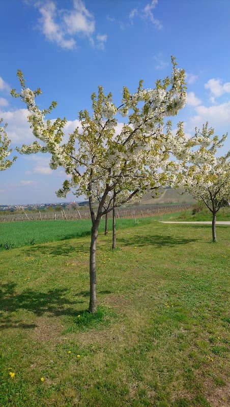 Kirschengarten - Image 2