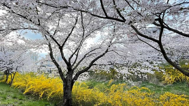 순성벚꽃길 - Image 1