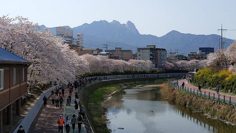Uicheon Stream Cherry Blossom Road - Image 1