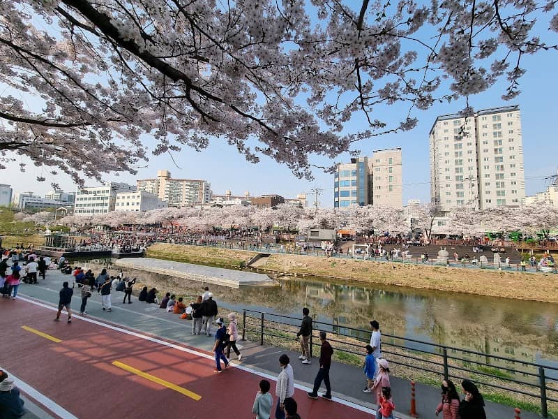 Uicheon Stream Cherry Blossom Road - Image 3
