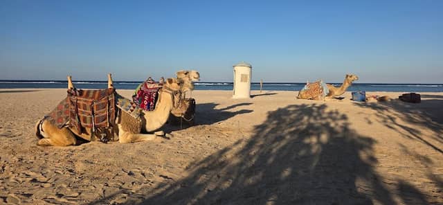 Mickey Mouse Camel - Image 1