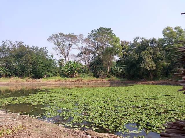 Nilganj Bamboo Garden - Image 1