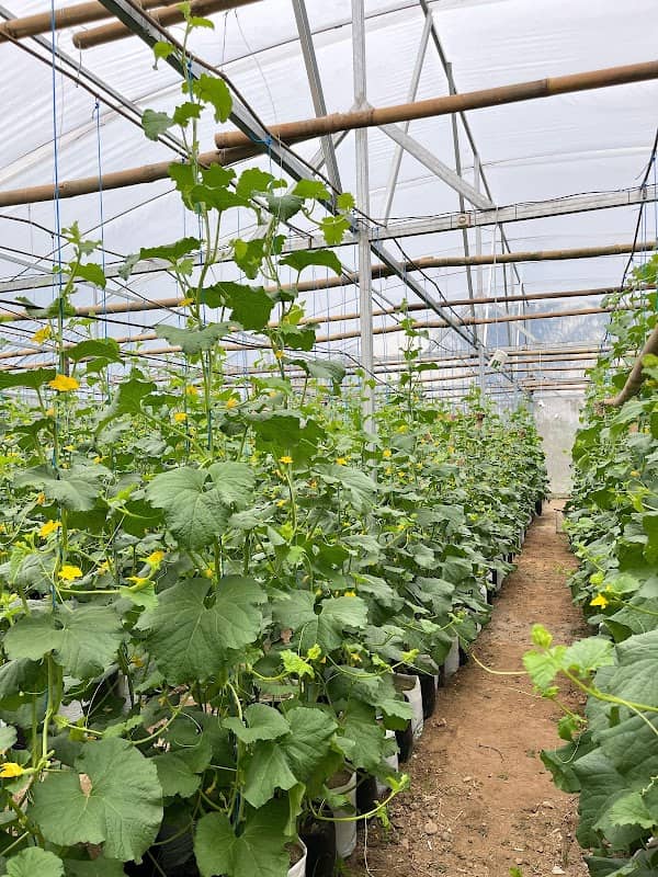 Green House & Agrowisata Melon "Petani Kampung" - Image 1