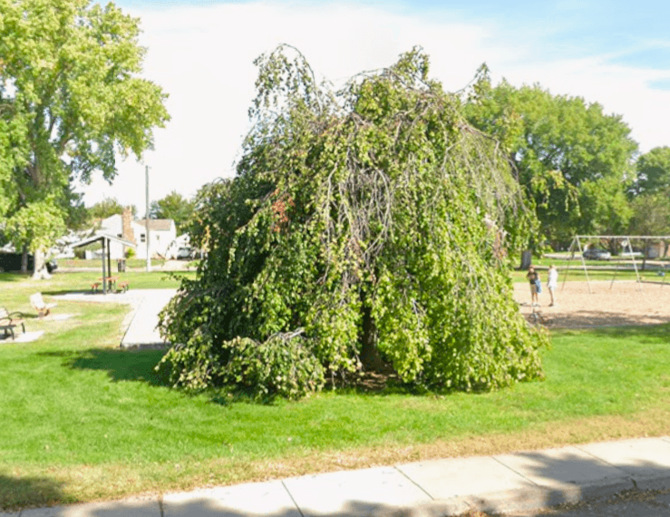Desmond's tree - Image 1