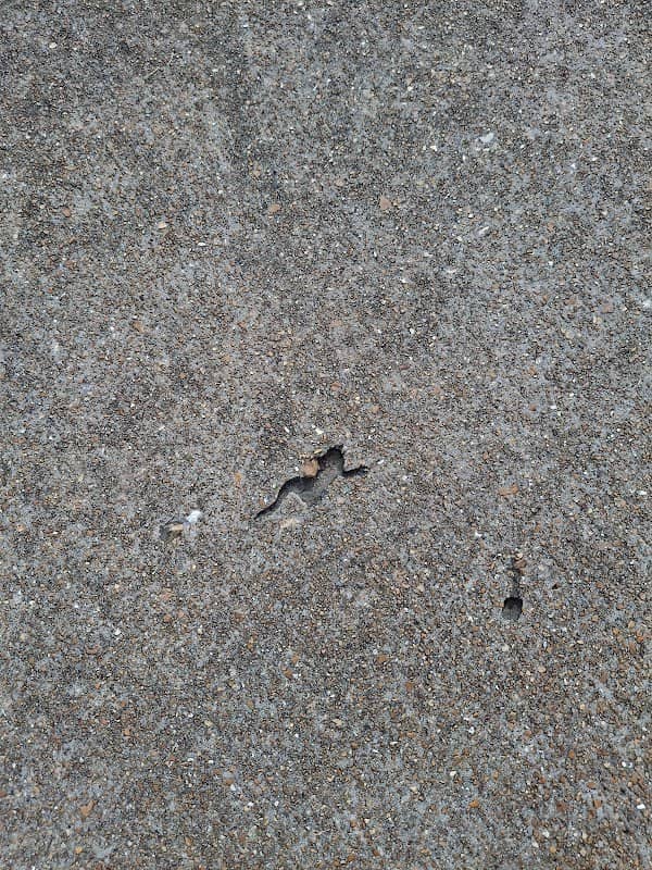 Concrete Kermit (dead frog cast in concrete) - Image 1