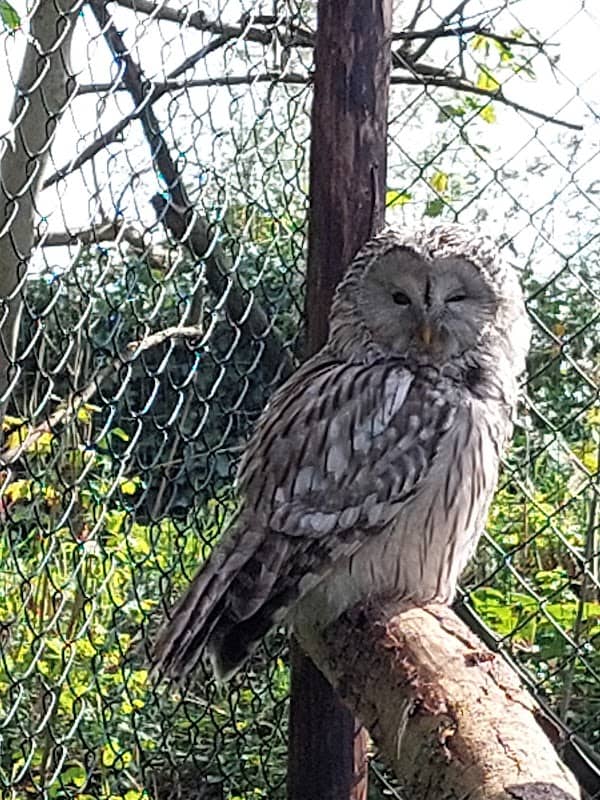 Uilen- en Dierenpark De Paay - Image 1