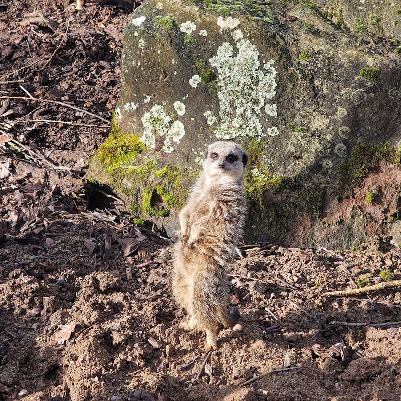 Meerkats - Image 2