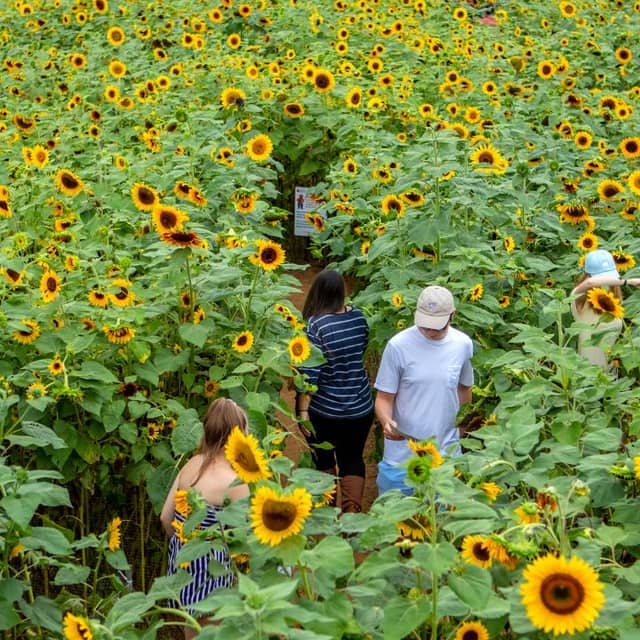 Lyman Orchards Sunflower Maze - Image 1