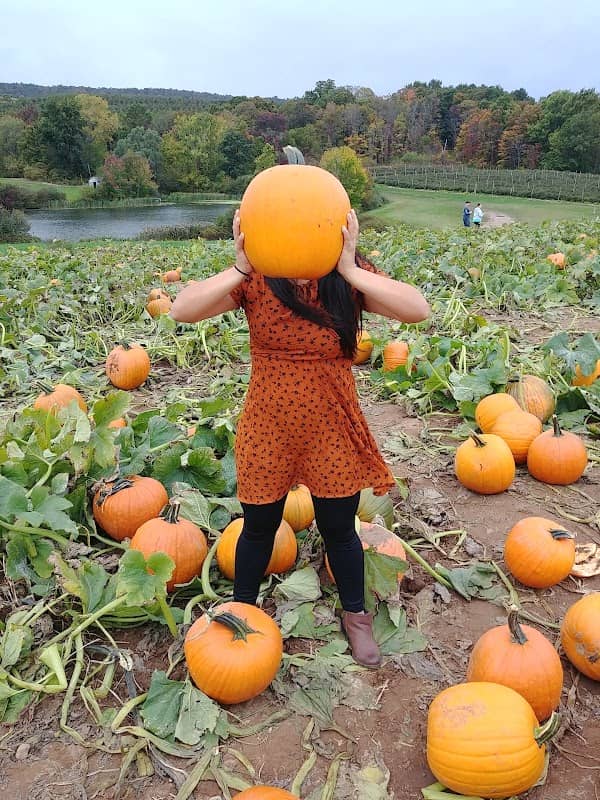 Lyman Orchards Sunflower Maze - Image 2