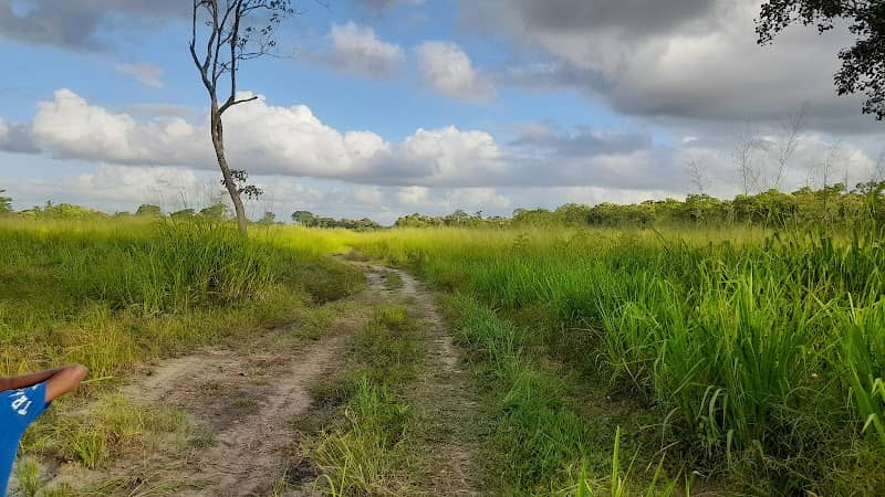 Athgala Forest - Image 1