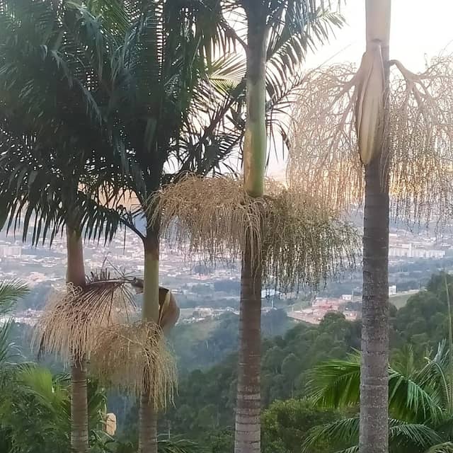 Morro da Boa Vista (Biguaçu) - Image 1