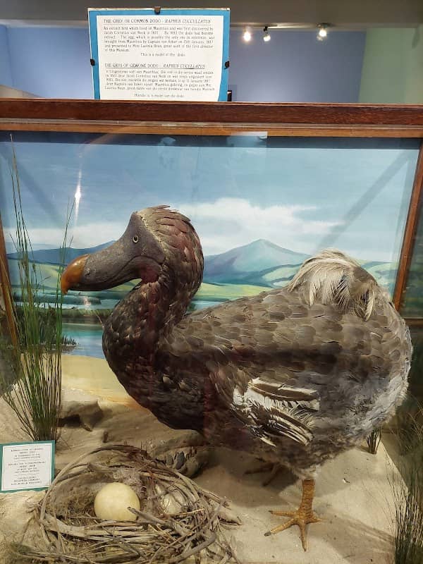 East London Museum - Image 1