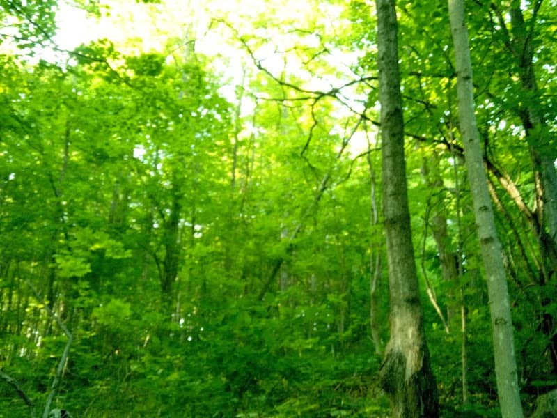 Osceola Park - Image 3