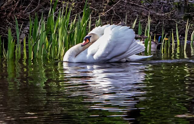 Haden Hill Pond - Image 1