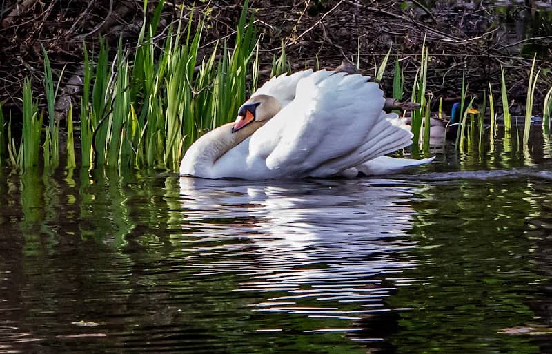 Haden Hill Pond - Image 1