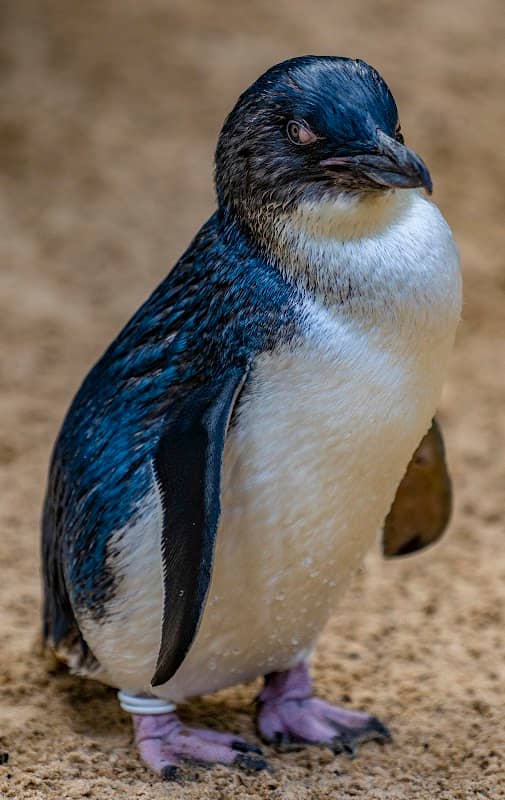 Featherdale Sydney Wildlife Park - Image 3
