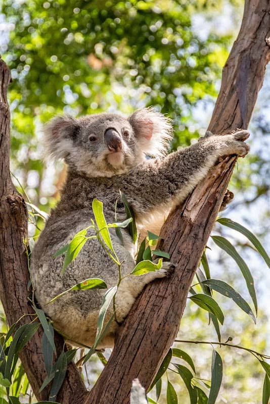 Featherdale Sydney Wildlife Park - Image 1