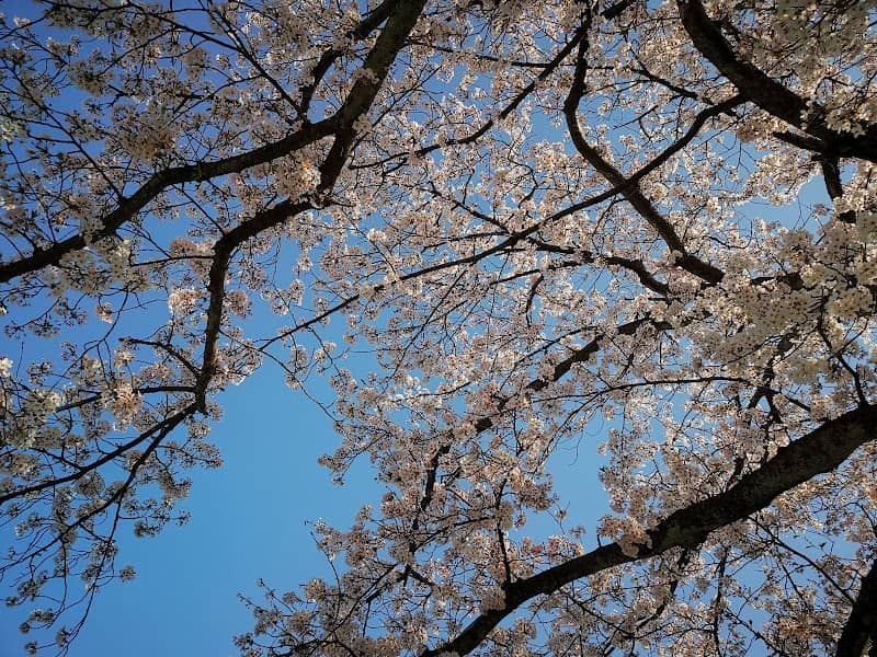 吉野瀬川桜並木 芝原 - Image 1