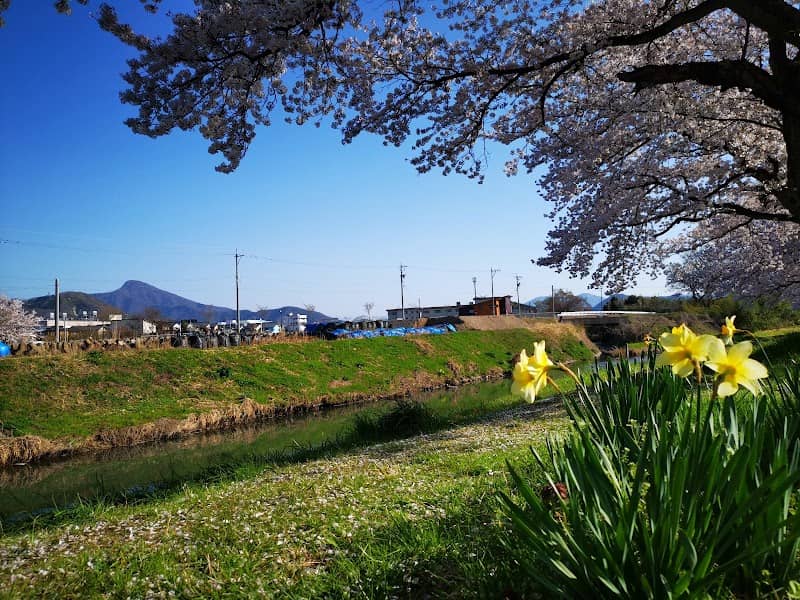 吉野瀬川桜並木 芝原 - Image 2