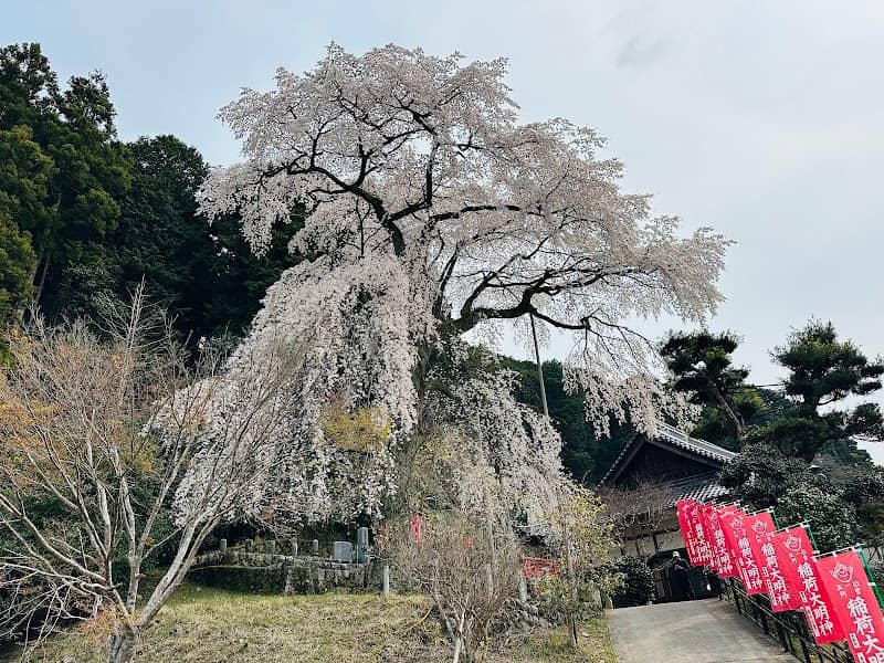 龍祥寺のしだれ桜 - Image 1