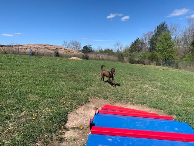 Boyd Foundation Dog Park - Image 2