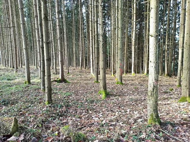 Keltenschanze - Image 1