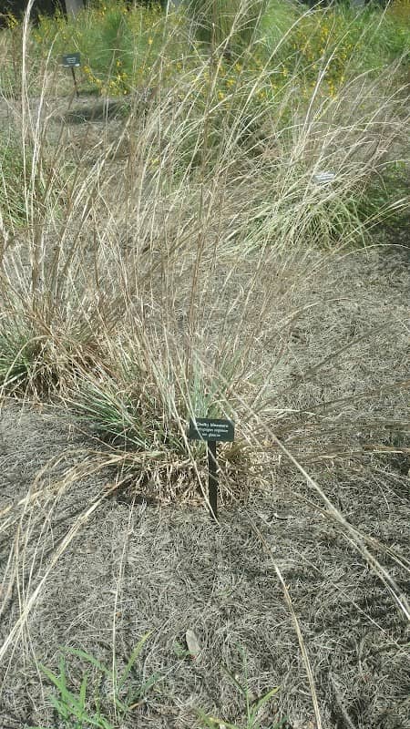 Volusia Sandhill Ecosystem - Image 1
