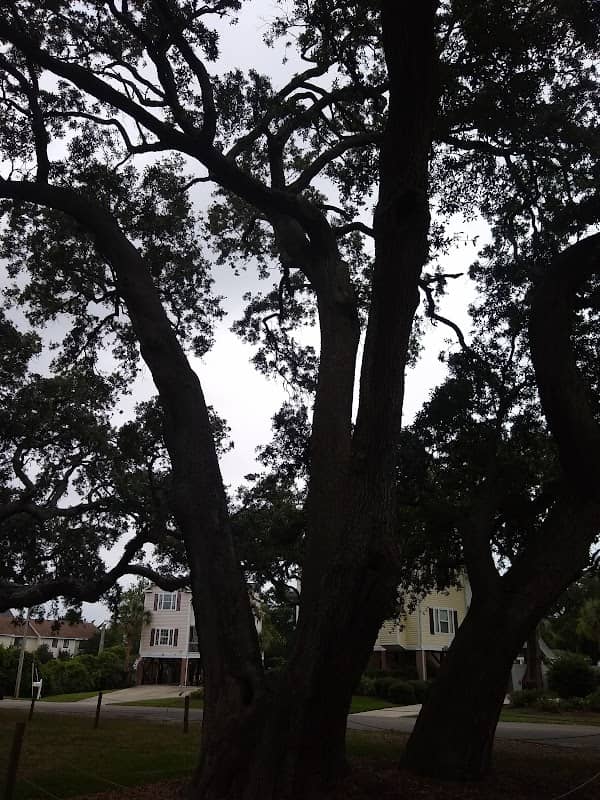 Ark Plantation - Image 1