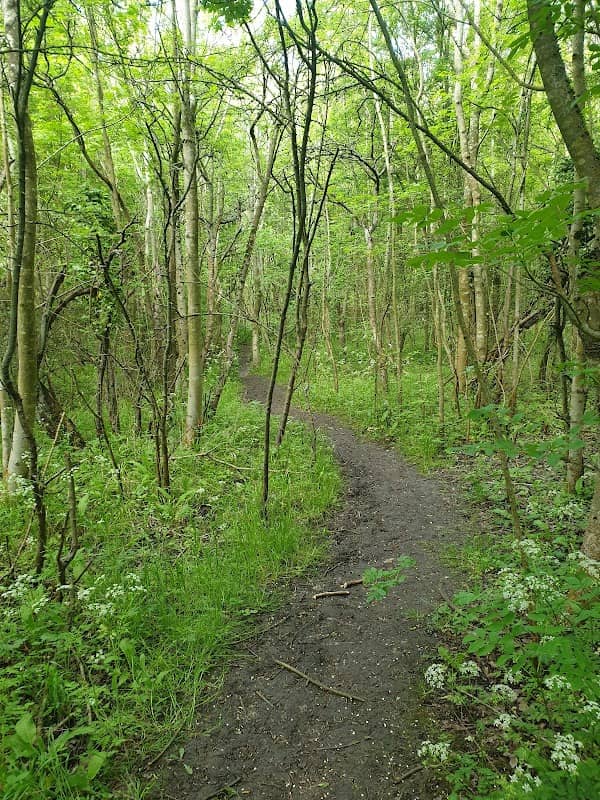 Eoves Wood - Image 1