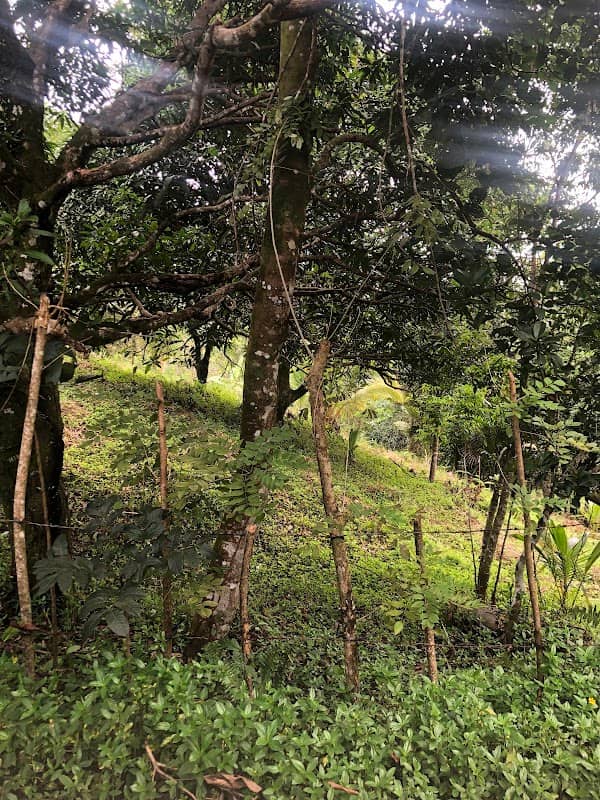 MANALO - SANTOS FARM - Image 1