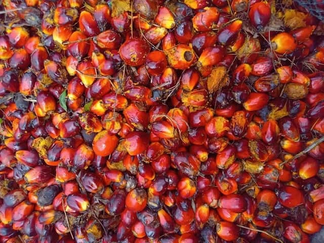 Lipat kain - Image 2