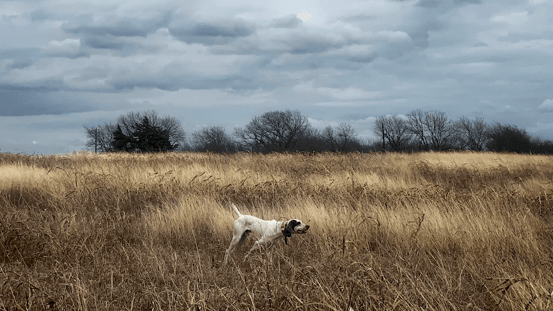 Endeavor Kennels - Image 1