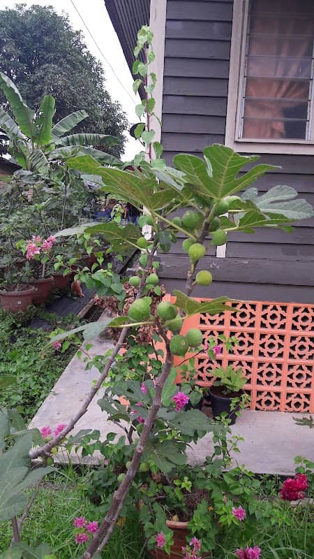 KerolFigs Garden - Image 1
