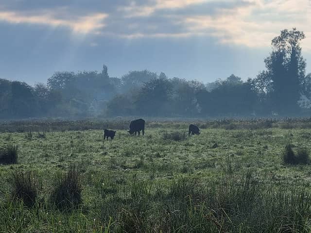 Norah Hanbury-Kelk Meadows - Image 1