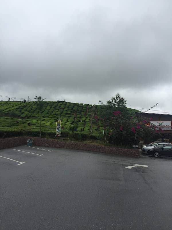 Cameron Adventurous (Kuala Terla Tea Plantation) - Image 1