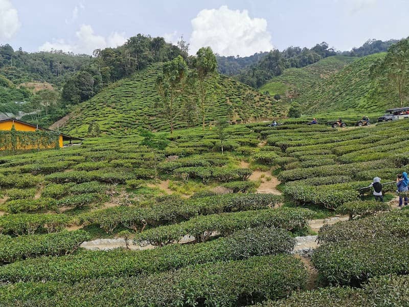 Cameron Adventurous (Kuala Terla Tea Plantation) - Image 2