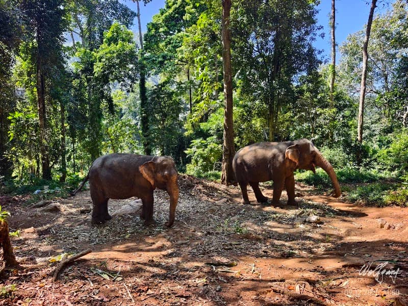Klong Son Elephant Camp Koh Chang - Image 1
