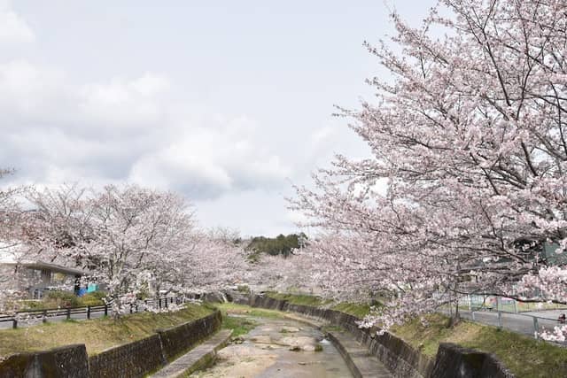 飯野川 桜並木 - Image 1