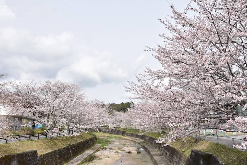 飯野川 桜並木 - Image 1