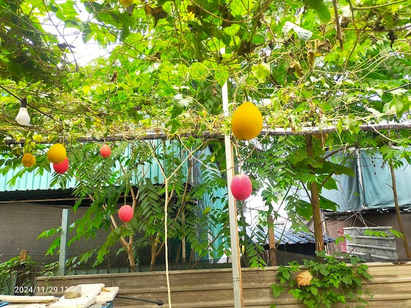 Gac Farm - Image 1