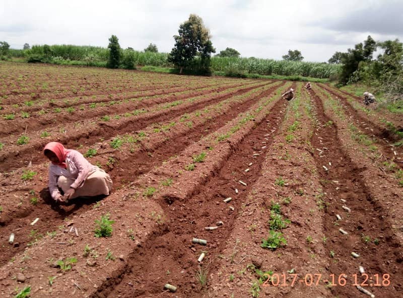 Sanadi Farms Karadga - Image 1