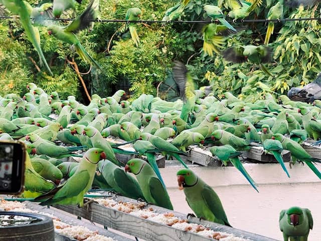 Parrot Sudarson - Image 1