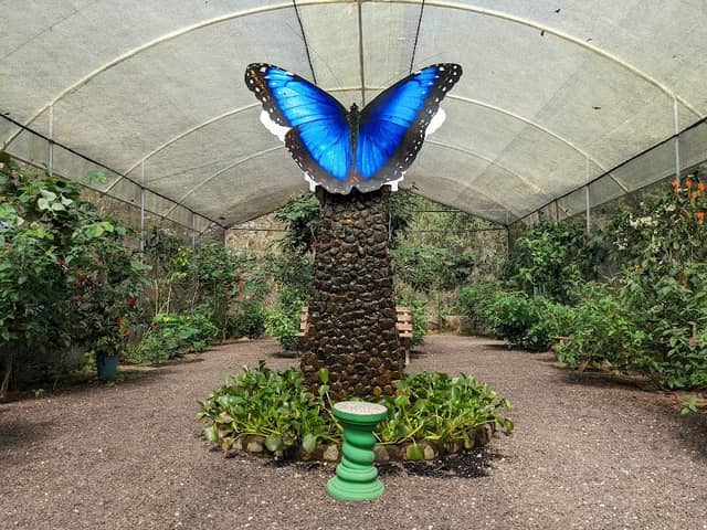 JARDIN DE LAS MARIPOSAS - Image 3