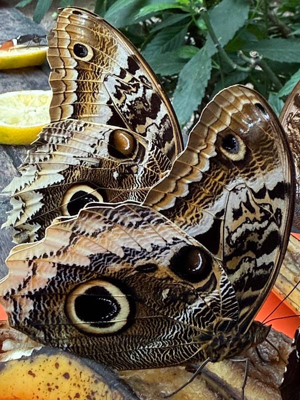 JARDIN DE LAS MARIPOSAS - Image 1