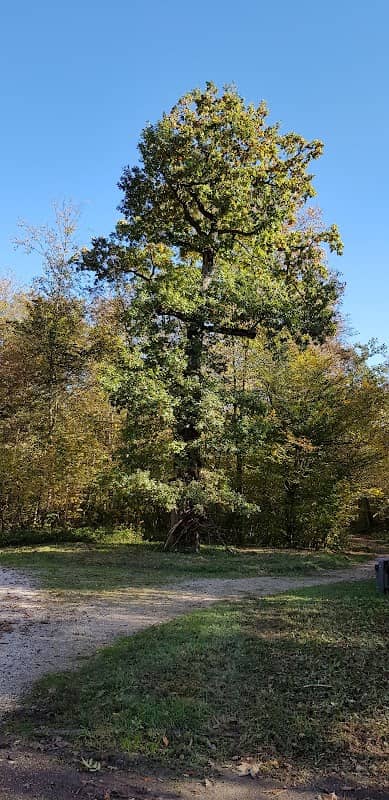 Wotanseiche Gundelfingen - Image 2