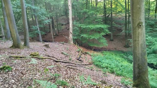 Krebsburger Wälder - Image 1
