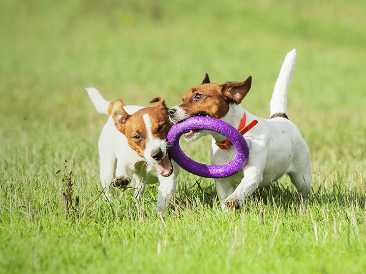 Animal Country Dog Park - Image 1