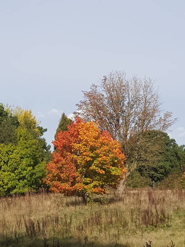 Hazebrouck Meadows - Image 2
